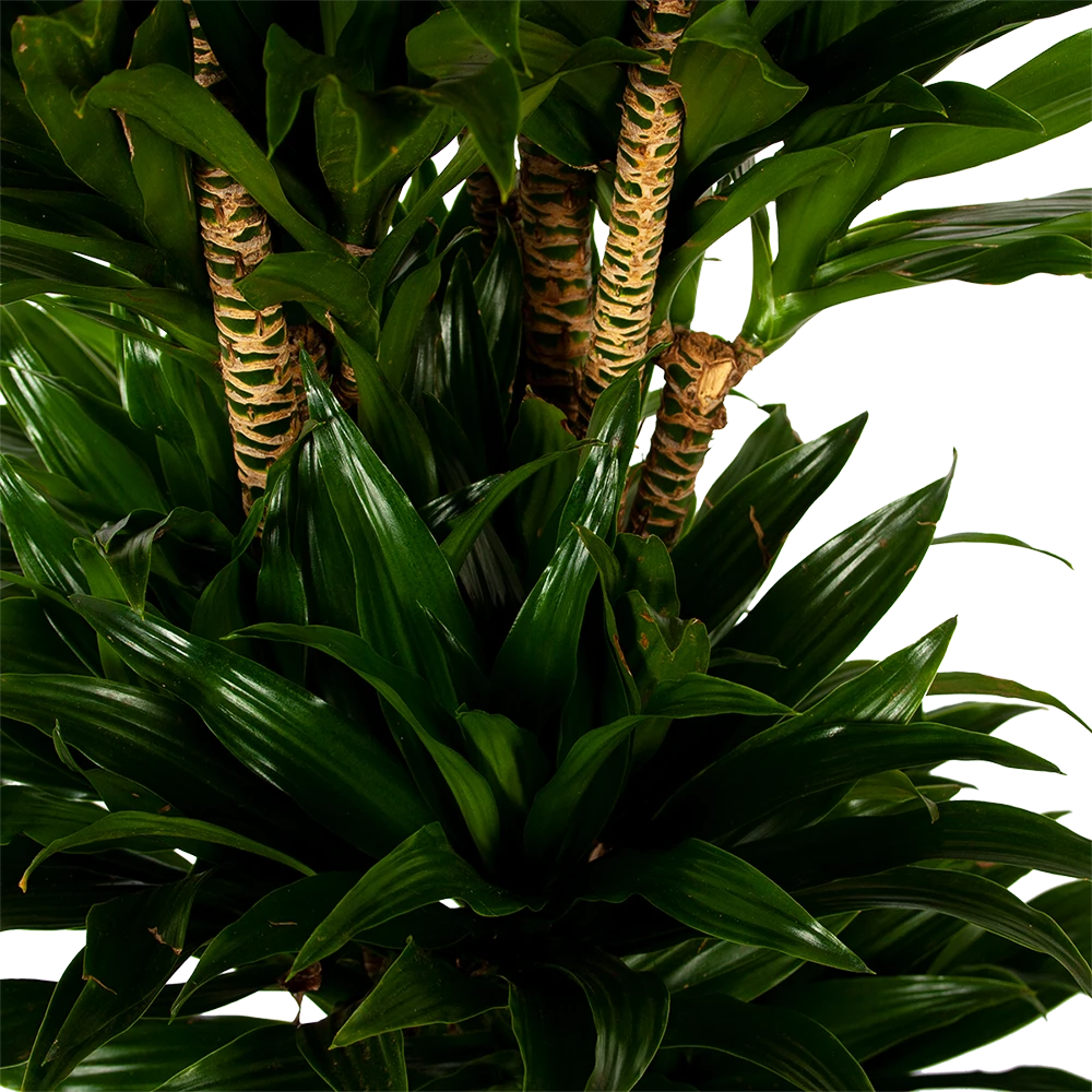 Dracaena Compacta - Vertakt - Drakenbloedboom - P34 H170 - Kamerplant 2 Dracaena Compacta - Vertakt - Drakenbloedboom - P34 H170 - Kamerplant - Afbeelding 2