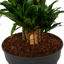 Dracaena Compacta - Vertakt - Drakenbloedboom - P34 H170 - Kamerplant 6 Dracaena Compacta - Vertakt - Drakenbloedboom - P34 H170 - Kamerplant -Natuur Hoek Verkoop dracaena compacta vertakt drakenbloedboom p34 h170 6 1