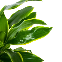 Dracaena Golden Coast - Op Stam - Drakenbloedboom - P27 H150 - Kamerplant -Natuur Hoek Verkoop dracaena golden coast op stam drakenbloedboom p27 h150 6