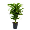 Dracaena Golden Coast - Vertakt - Drakenbloedboom - P21 H80 - Kamerplant