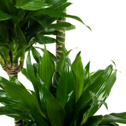 Dracaena Green Jewel - Op Stam - Drakenbloedboom - P28 H140 - Kamerplant -Natuur Hoek Verkoop dracaena green jewel op stam drakenbloedboom p28 h140 6