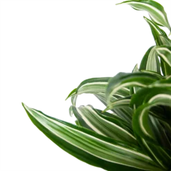 Dracaena Jade Jewel - Op Stam - Drakenbloedboom - P24 H100 - Kamerplant -Natuur Hoek Verkoop dracaena jade jewel op stam drakenbloedboom p24 h100 5