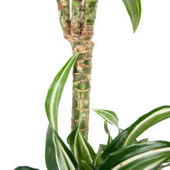 Dracaena Jade Jewel - Op Stam - Drakenbloedboom - P24 H100 - Kamerplant -Natuur Hoek Verkoop dracaena jade jewel op stam drakenbloedboom p24 h100 6