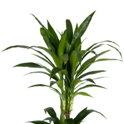 Dracaena Janet Craig - Op Stam - Drakenbloedboom - P24 H140 - Kamerplant -Natuur Hoek Verkoop dracaena janet craig op stam drakenbloedboom p24 h140 kamerplant 4