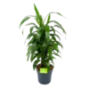 Dracaena Janet Craig - Vertrakt - Drakenbloedboom - P21 H80 - Kamerplant