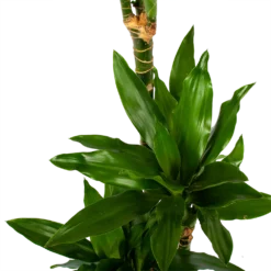 Dracaena Janet Lind - Op Stam - Drakenbloedboom - P21 H100 - Kamerplant -Natuur Hoek Verkoop dracaena janet lind op stam drakenbloedboom p21 h100 6 1