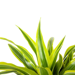 Dracaena Lemon Lime - Op Stam - Drakenbloedboom - P21 H100 - Kamerplant -Natuur Hoek Verkoop dracaena lemon lime op stam drakenbloedboom p21 h100 6 1