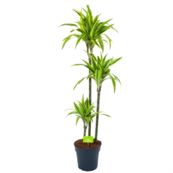 Dracaena Lemon Lime - Op Stam - Drakenbloedboom - P24 H150 - Kamerplant