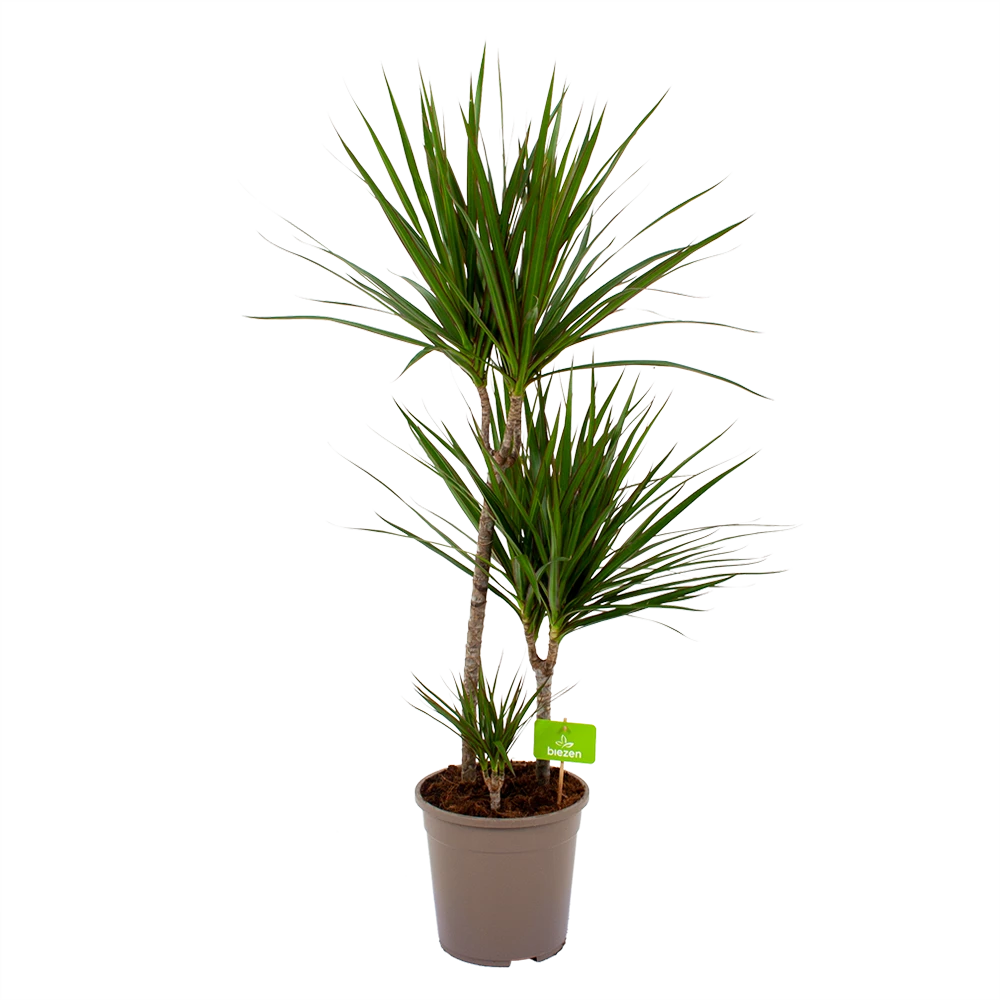 Dracaena Marginata Groen - Op Stam - Drakenbloedboom - P24 H120 - Kamerplant 1 Dracaena Marginata Groen - Op Stam - Drakenbloedboom - P24 H120 - Kamerplant