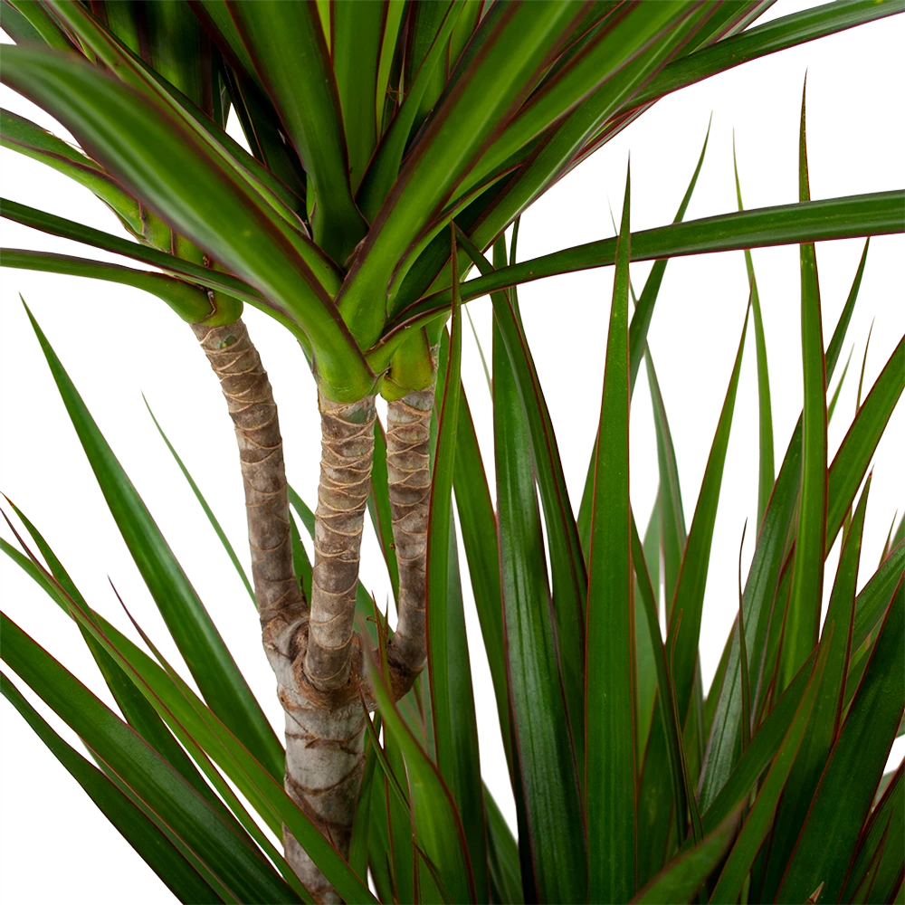 Dracaena Marginata Groen - Op Stam - Drakenbloedboom - P24 H120 - Kamerplant 2 Dracaena Marginata Groen - Op Stam - Drakenbloedboom - P24 H120 - Kamerplant - Afbeelding 2