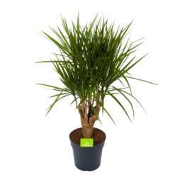 Dracaena Marginata Groen - Vertakt - Drakenbloedboom - P27 H120 - Kamerplant
