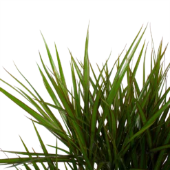 Dracaena Marginata Groen - Vertakt - Drakenbloedboom - P27 H120 - Kamerplant -Natuur Hoek Verkoop dracaena marginata groen vertakt drakenbloedboom p27 h120 6 3