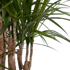 Dracaena Marginata Groen - Vertakt - Drakenbloedboom - P30 H140 - Kamerplant -Natuur Hoek Verkoop dracaena marginata groen vertakt drakenbloedboom p30 h140 6
