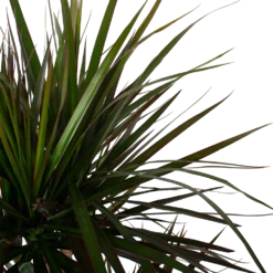 Dracaena Marginata Magenta - Op Stam - Drakenbloedboom - P27 H150 - Kamerplant -Natuur Hoek Verkoop dracaena marginata magenta op stam drakenbloedboom p27 h150 6