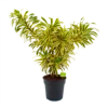 Dracaena Reflexa Song Of India - Vertakt - Drakenbloedboom - P24 H80 - Kamerplant