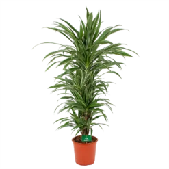 Dracaena Warneckei - Vertakt - Drakenbloedboom - P24 H110 - Kamerplant