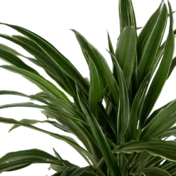 Dracaena Warneckei - Vertakt - Drakenbloedboom - P24 H110 - Kamerplant -Natuur Hoek Verkoop dracaena warneckei vertakt drakenbloedboom p24 h110 kamerplant 4