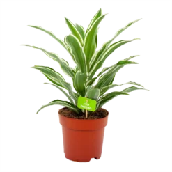 Dracaena White Jewel - Drakenbloedboom - P17 H45 - Kamerplant