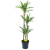 Dracaena White Stripe - Op Stam - Drakenbloedboom - P24 H150 - Kamerplant