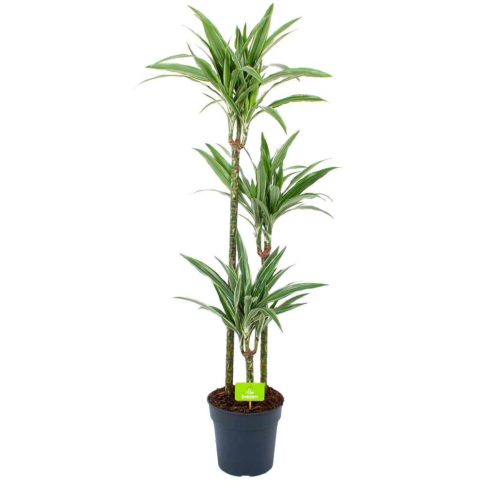 Dracaena White Stripe - Op Stam - Drakenbloedboom - P24 H150 - Kamerplant 1 Dracaena White Stripe - Op Stam - Drakenbloedboom - P24 H150 - Kamerplant