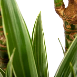 Dracaena White Stripe - Op Stam - Drakenbloedboom - P24 H150 - Kamerplant 6 Dracaena White Stripe - Op Stam - Drakenbloedboom - P24 H150 - Kamerplant -Natuur Hoek Verkoop dracaena white stripe op stam drakenbloedboom p24 h150 6 1