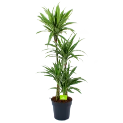 Dracaena White Stripe - Op Stam - Drakenbloedboom - P27 H150 - Kamerplant