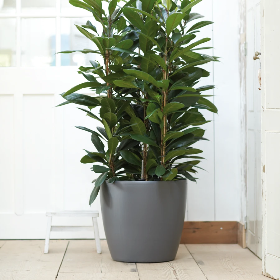 Bloempot Elho Brussels Rond 47cm - Met Wielen - Antraciet 3 Bloempot Elho Brussels Rond 47cm - Met Wielen - Antraciet - Afbeelding 3