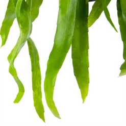 Epiphyllum Pumilum - In Hangpot - P17 H40 - Kamerplant -Natuur Hoek Verkoop epiphyllum pumilum in hangpot p17 h40 6 1