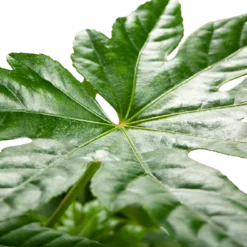 Fatsia Japonica - Vingerplant - P19 H60 - Kamerplant -Natuur Hoek Verkoop fatsia japonica vingerplant p19 h60 5