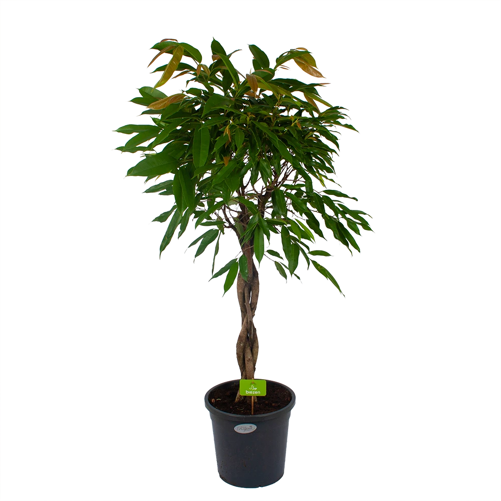 Ficus Binnendijkii Amstel King Op Gevlochten Stam - Treurvijg - P31 H140 - Kamerplant