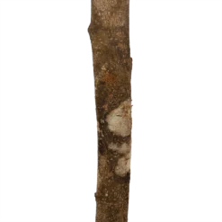 Ficus Binnendijkii Amstel King Op Stam - Treurvijg - P31 H140 - Kamerplant -Natuur Hoek Verkoop ficus binnendijkii amstel king op stam treurvijg p31 h140 6