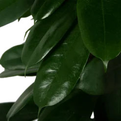 Ficus Cyathistipula - Groene Vijg - Op Zuil - P29 H150 - Kamerplant 6 Ficus Cyathistipula - Groene Vijg - Op Zuil - P29 H150 - Kamerplant -Natuur Hoek Verkoop ficus cyathistipula groene vijg op zuil p29 h150 5