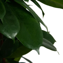 Ficus Cyathistipula - Groene Vijg - Op Zuil - P29 H150 - Kamerplant 7 Ficus Cyathistipula - Groene Vijg - Op Zuil - P29 H150 - Kamerplant -Natuur Hoek Verkoop ficus cyathistipula groene vijg op zuil p29 h150 6