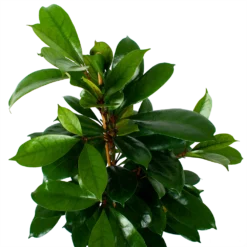 Ficus Cyathistipula - Groene Vijg - Toef - P21 H105 - Kamerplant -Natuur Hoek Verkoop ficus cyathistipula groene vijg toef p21 h105 6 1