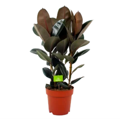 Ficus Elastica Abidjan - Rubberboom - P27 H100 - Kamerplant