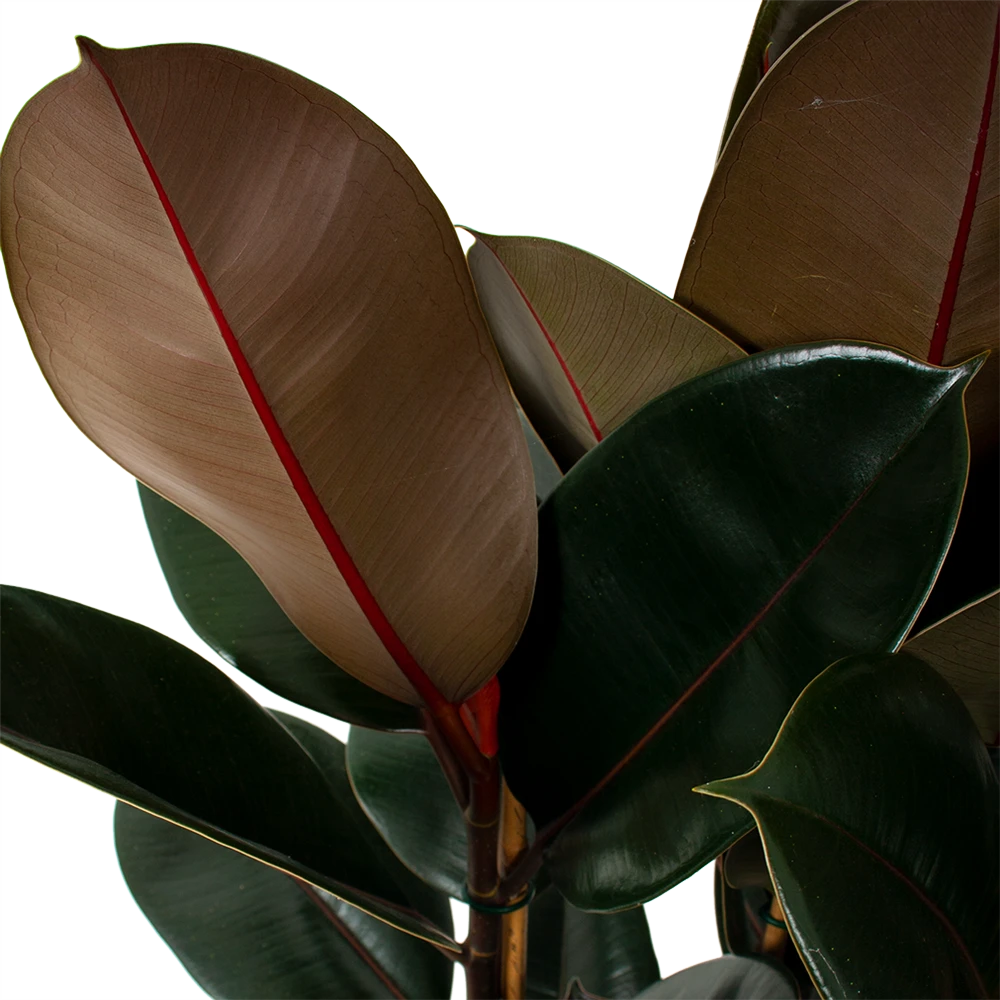 Ficus Elastica Abidjan - Rubberboom - P27 H100 - Kamerplant 2 Ficus Elastica Abidjan - Rubberboom - P27 H100 - Kamerplant - Afbeelding 2