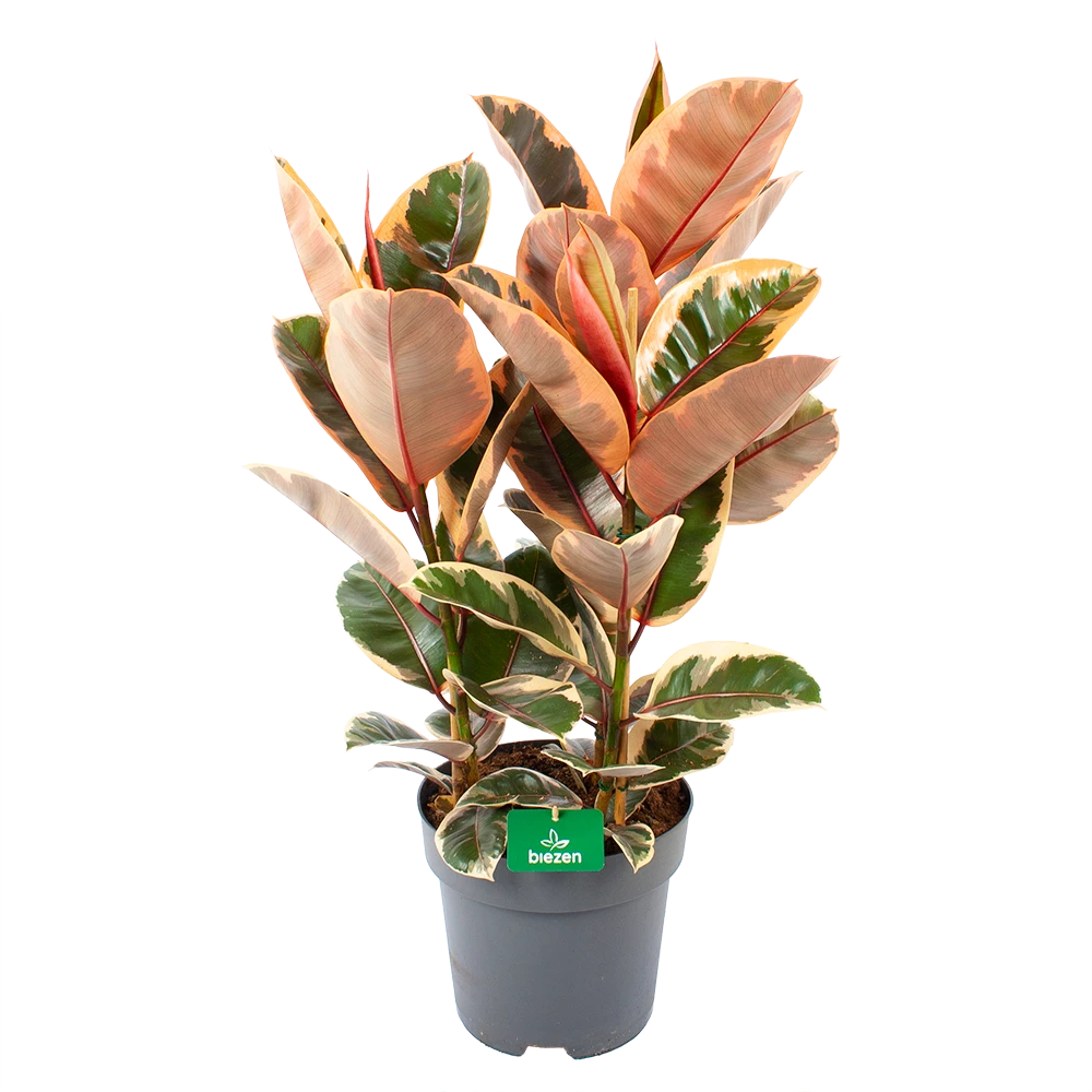 Ficus Elastica Belize - Rubberboom - P27 H100 - Kamerplant 1 Ficus Elastica Belize - Rubberboom - P27 H100 - Kamerplant