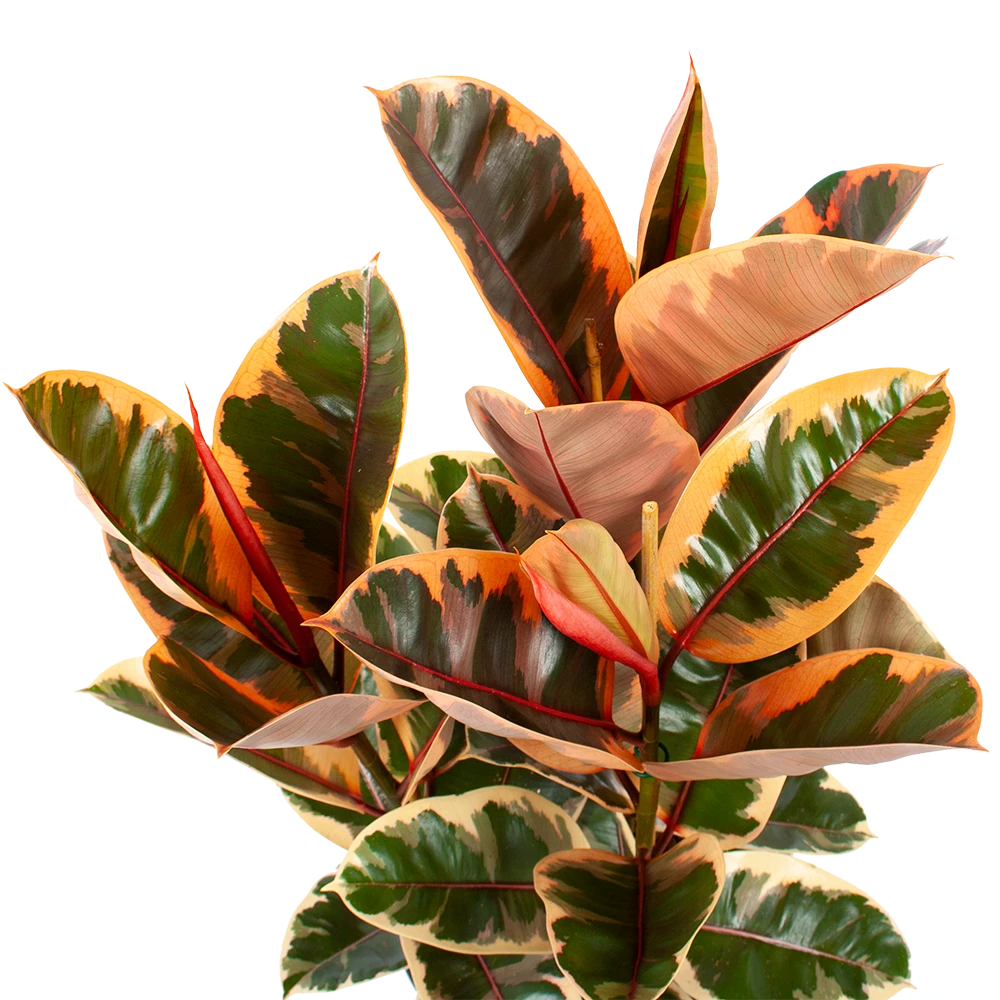 Ficus Elastica Belize - Rubberboom - P27 H100 - Kamerplant 2 Ficus Elastica Belize - Rubberboom - P27 H100 - Kamerplant - Afbeelding 2