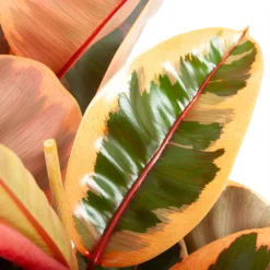 Ficus Elastica Belize - Rubberboom - P27 H100 - Kamerplant 6 Ficus Elastica Belize - Rubberboom - P27 H100 - Kamerplant -Natuur Hoek Verkoop ficus elastica belize rubberboom p27 h100 6