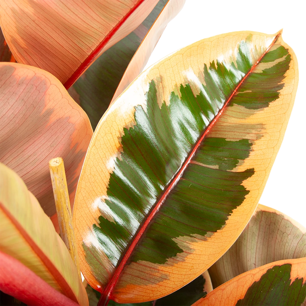 Ficus Elastica Belize - Rubberboom - P27 H100 - Kamerplant 3 Ficus Elastica Belize - Rubberboom - P27 H100 - Kamerplant - Afbeelding 3