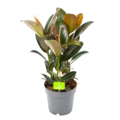 Ficus Elastica Melany - Rubberboom - P19 H55 - Kamerplant