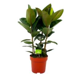 Ficus Elastica Robusta - Rubberboom - P27 H100 - Kamerplant