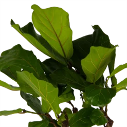 Ficus Lyrata Op Stam - Tabaksplant - P30 H150 - Kamerplant -Natuur Hoek Verkoop ficus lyrata op stam tabaksplant p30 h150 kamerplant 4