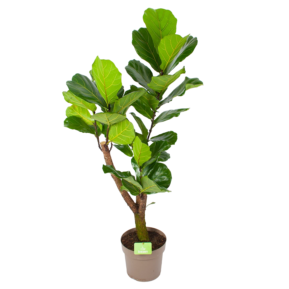 Ficus Lyrata Vertakt - Tabaksplant - P24 H130 - Kamerplant 1 Ficus Lyrata Vertakt - Tabaksplant - P24 H130 - Kamerplant