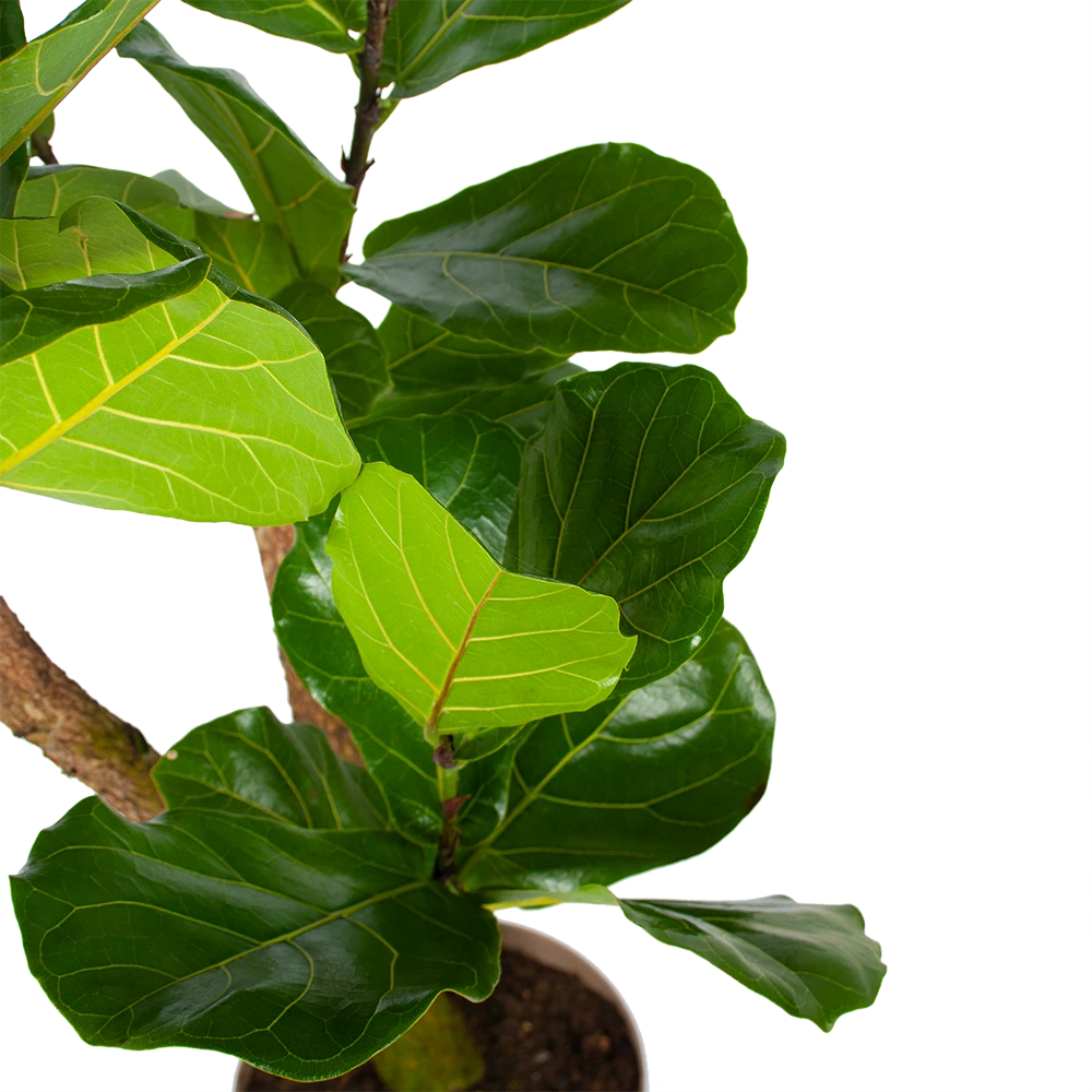 Ficus Lyrata Vertakt - Tabaksplant - P24 H130 - Kamerplant 2 Ficus Lyrata Vertakt - Tabaksplant - P24 H130 - Kamerplant - Afbeelding 2