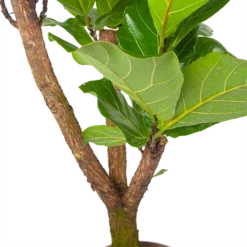 Ficus Lyrata Vertakt - Tabaksplant - P24 H130 - Kamerplant 6 Ficus Lyrata Vertakt - Tabaksplant - P24 H130 - Kamerplant -Natuur Hoek Verkoop ficus lyrata tabaksplant p24 h130 6 3