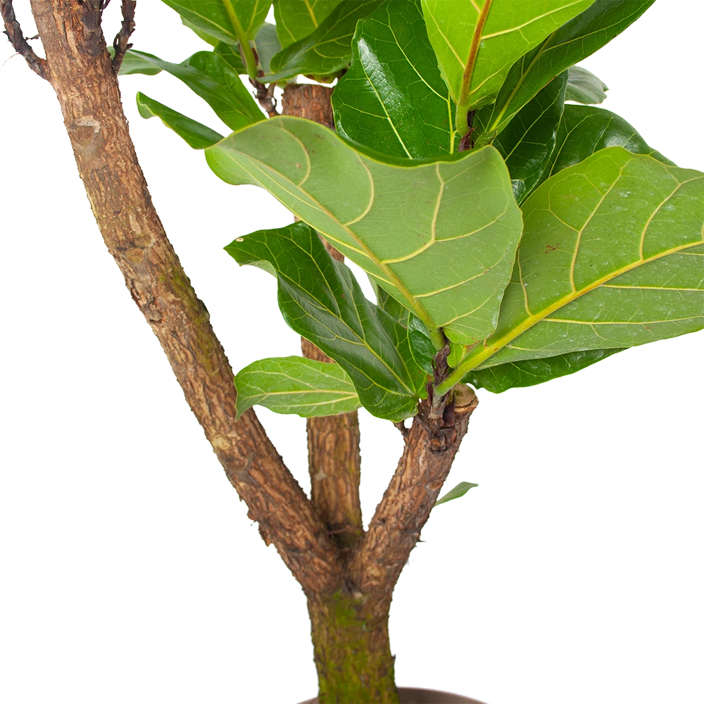Ficus Lyrata Vertakt - Tabaksplant - P24 H130 - Kamerplant 3 Ficus Lyrata Vertakt - Tabaksplant - P24 H130 - Kamerplant - Afbeelding 3