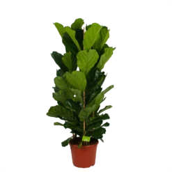 Ficus Lyrata - Tabaksplant - Toef - P35 H150 - Kamerplant