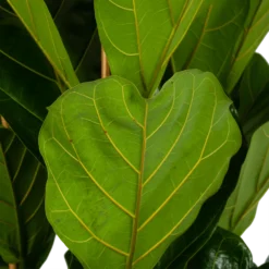 Ficus Lyrata - Tabaksplant - Toef - P35 H150 - Kamerplant -Natuur Hoek Verkoop ficus lyrata tabaksplant toef p35 h150 6