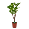 Ficus Lyrata Vertakt - Tabaksplant - P27 H140 - Kamerplant